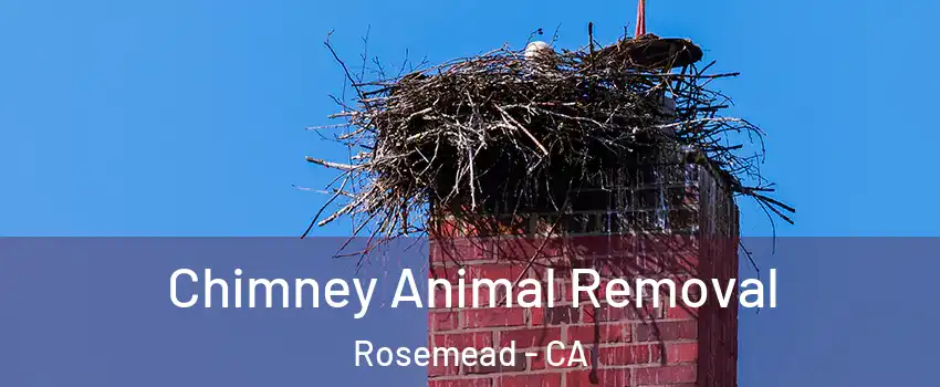 Chimney Animal Removal Rosemead - CA