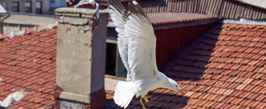 Residential Chimney Animal Removal Solution in Rosemead, CA
